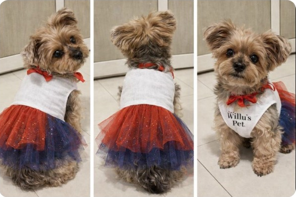 Cachorro feliz usando produtos Willlu's Pet